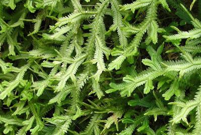 Selaginella sp